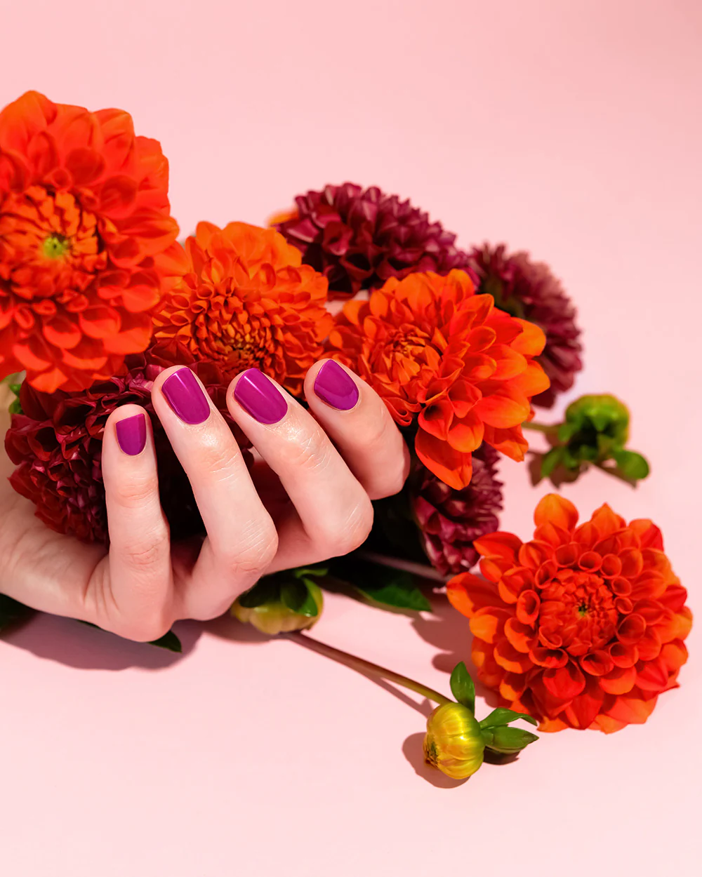 Electric Dahlia UV - Image 4